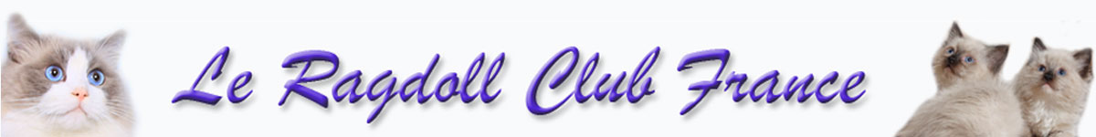 banner chats ragdoll club france