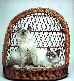 Barfield and Blossom the first Ragdolls in France