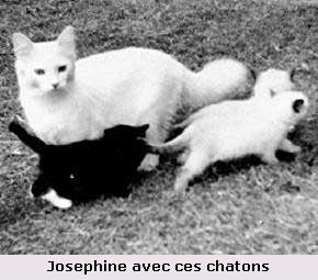 Barfield et Blossom - The first Ragdolls in France